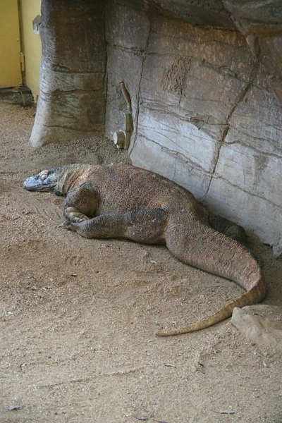 IMG_2299.jpg - This Komodo dragon was sacked out.  It was on the cool side when we were there.